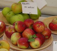 Rogers Mcintosh æbler i fad